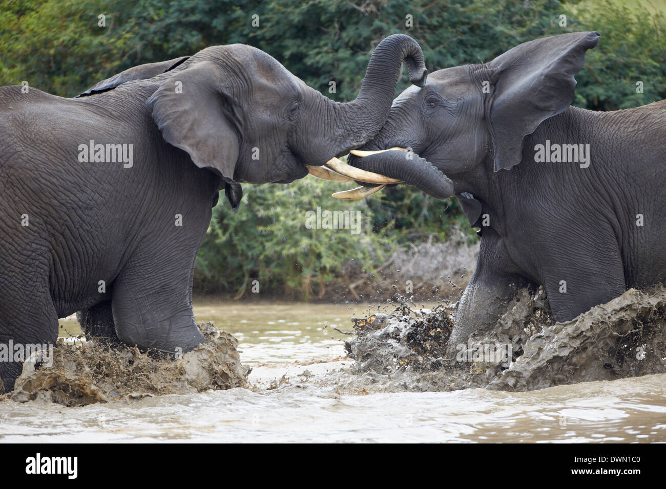 Two teenaged male African Elephant (Loxodonta africana) playing, Kruger National Park, South Africa, Africa Stock Photo