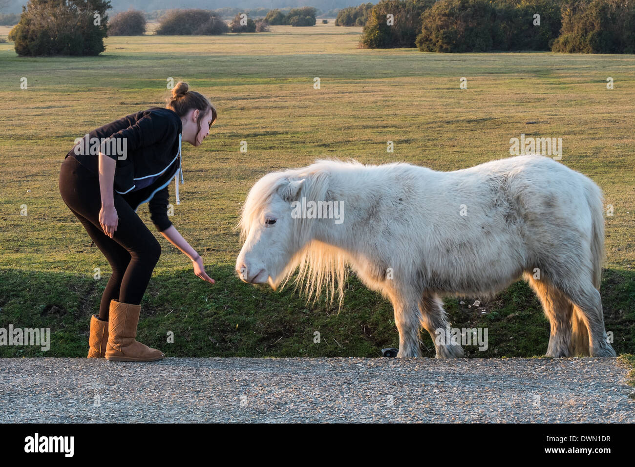 Shetland pony in the New Forest Stock Photo