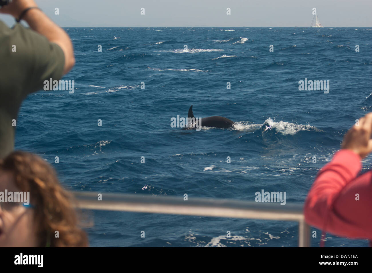 A killer whale surfaces to breathe in front of delighted tourists on whale watchers boat a few miles west of Morocco Stock Photo