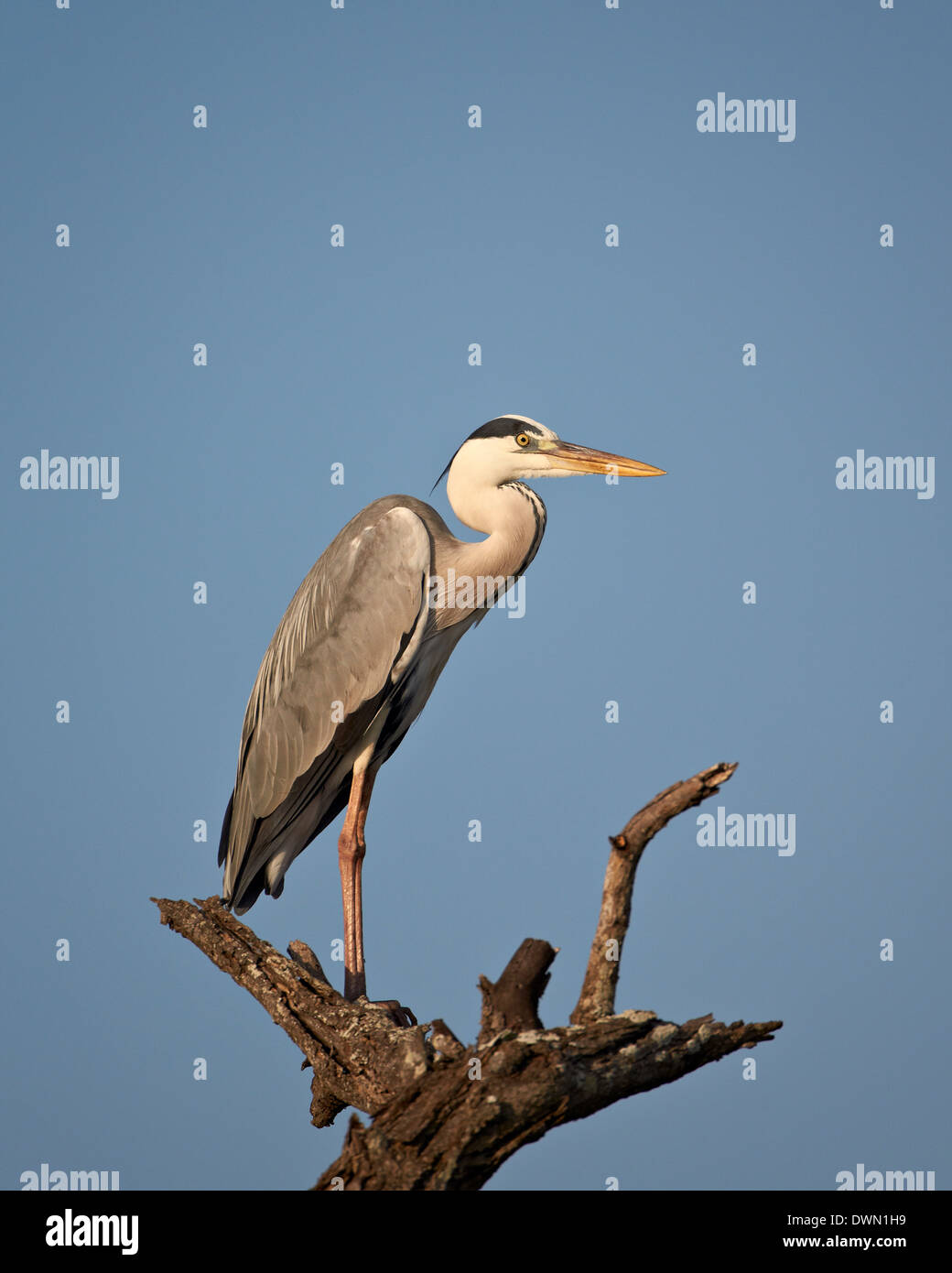 Gray Heron (Grey Heron) (Ardea cinerea), Kruger National Park, South Africa, Africa Stock Photo