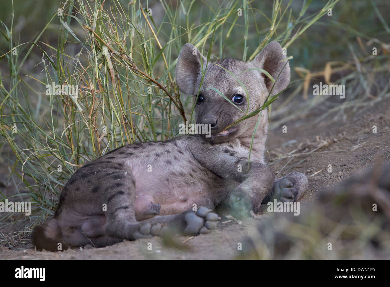 Spotted Hyena (Spotted Hyaena) (Crocuta crocuta) pup playing, Kruger National Park, South Africa, Africa Stock Photo