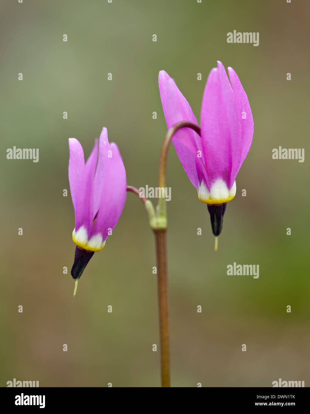 Alpine Shooting Star (Dodecatheon alpinum), Yellowstone National Park, Wyoming, United States of America, North America Stock Photo