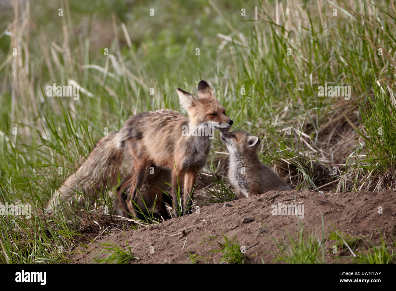 Red fox kit hi-res stock photography and images - Alamy