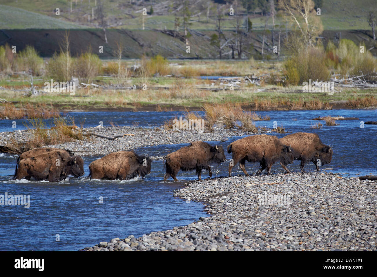 Line of Bison (Bison bison) crossing the Lamar River, Yellowstone National Park, UNESCO World Heritage Site, Wyoming Stock Photo