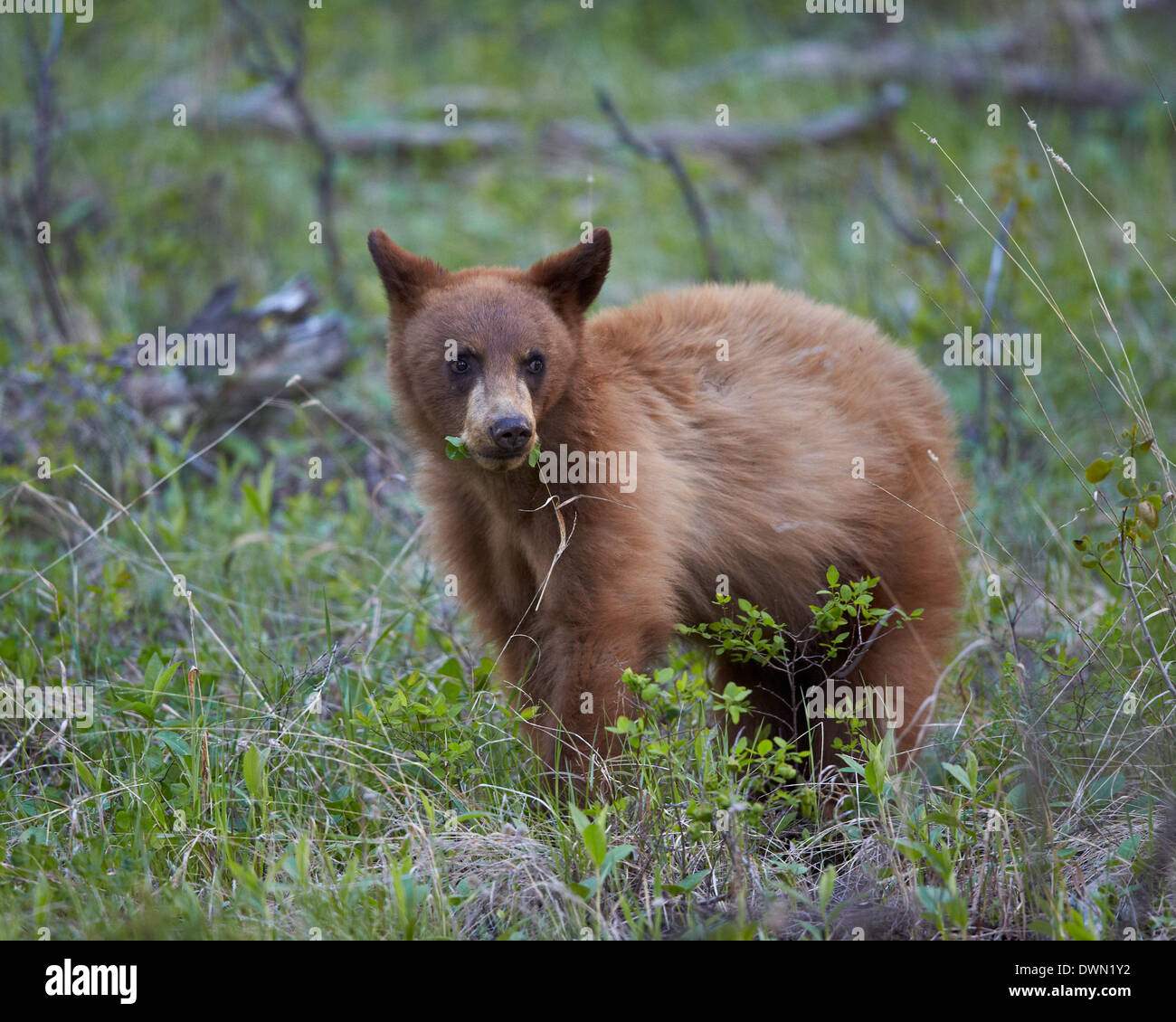 Cinnamon Black Bear (Ursus americanus) yearling cub, Yellowstone National Park, Wyoming, United States of America, North America Stock Photo
