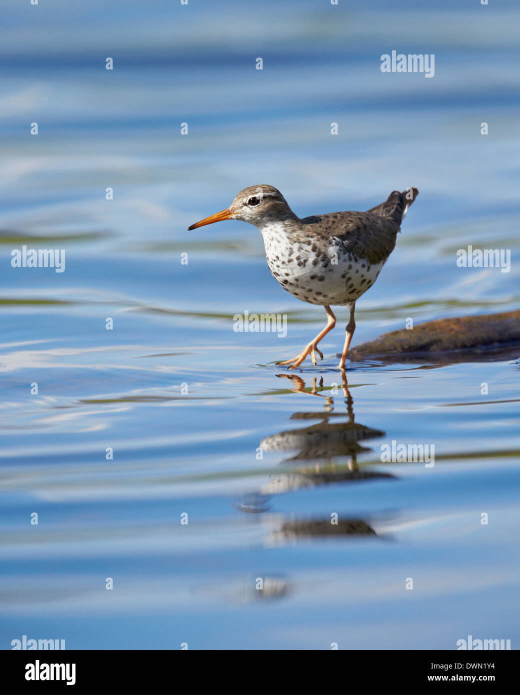 Spotted Sandpiper (Actitis macularia), Yellowstone National Park, Wyoming, United States of America, North America Stock Photo