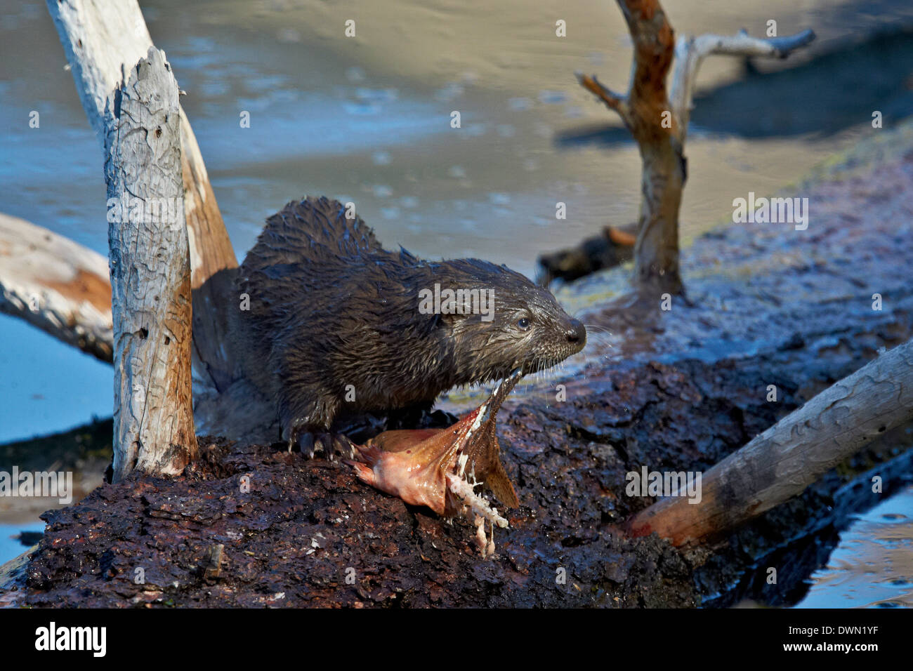 River Otter (Lutra canadensis) pup, Yellowstone National Park, Wyoming, United States of America, North America Stock Photo
