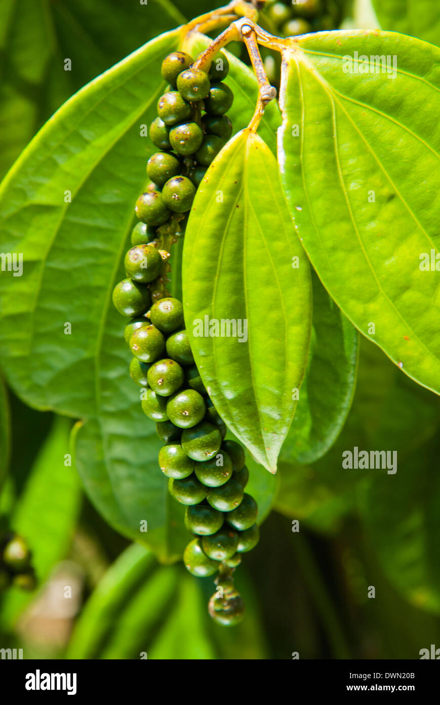 Pepper tree and pepper fruit, Sarawak, Malaysian Borneo, Malaysia, Southeast Asia, Asia Stock