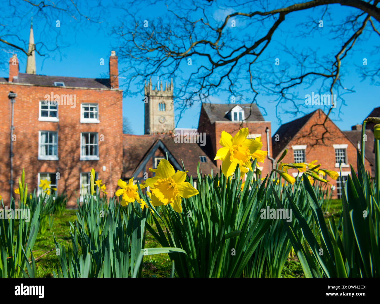 Daffodils in the churchard at Old St Chad's, Shrewsbury, Shropshire. Stock Photo