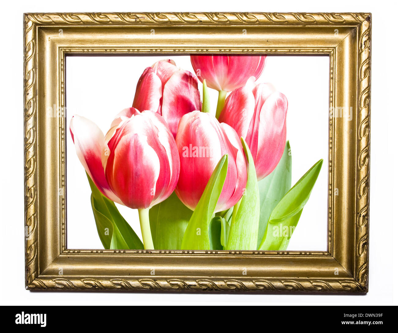 Tulips in old painting frame Stock Photo