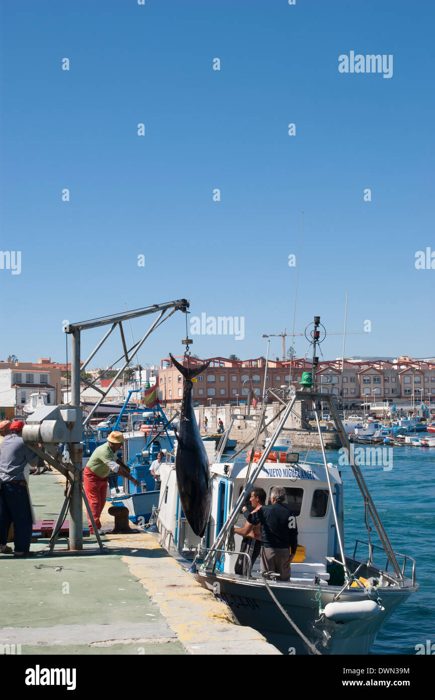 Landing of large & valuable Atlantic Bluefin Tunas at Tarifa, Andalusia, Spain Stock Photo
