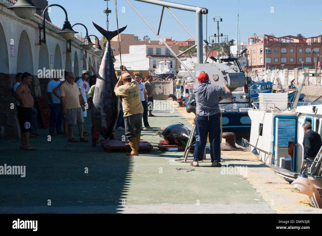 Landing of large & valuable Atlantic Bluefin Tunas at Tarifa, Andalusia, Spain Stock Photo