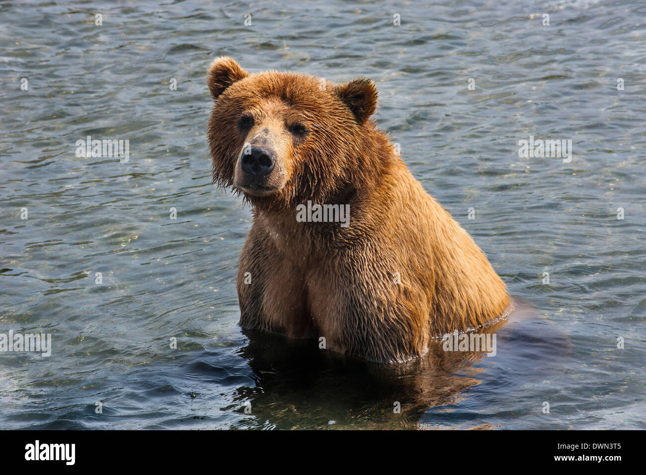 Kamchatka brown bear (Ursus arctos beringianus), Kurile Lake, Kamchatka, Russia, Eurasia Stock Photo