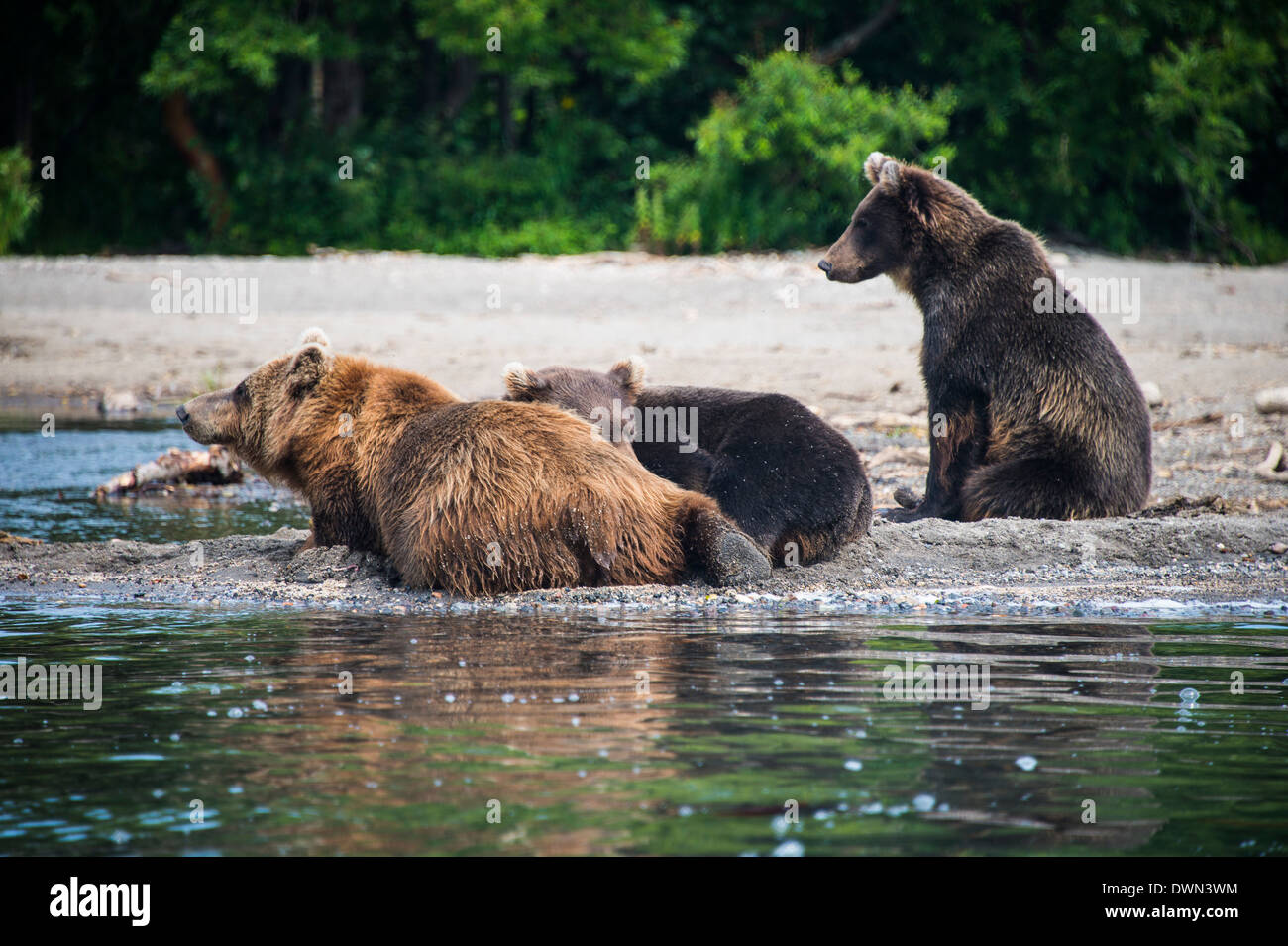 Kamchatka brown bears (Ursus arctos beringianus), Kurile lake, Kamchatka, Russia, Eurasia Stock Photo