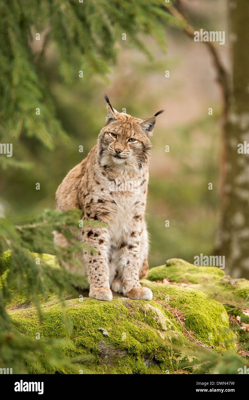 Eurasian lynx (Lynx lynx) standing on a rocky outcrop in the rain, Bavarian Forest National Park, Germany Stock Photo