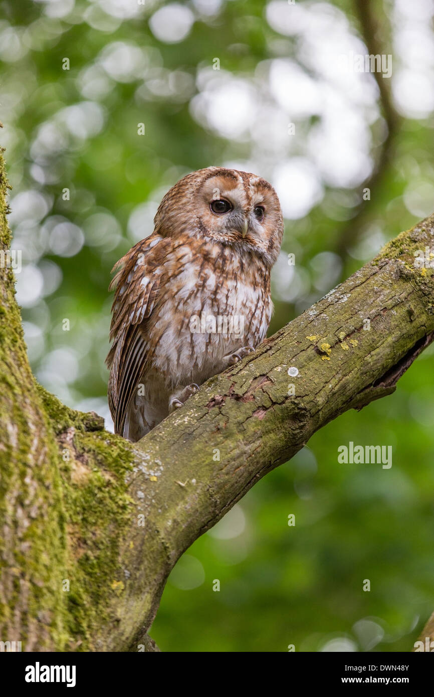 Tawny Owl (Strix aluco) perched in a tree Stock Photo