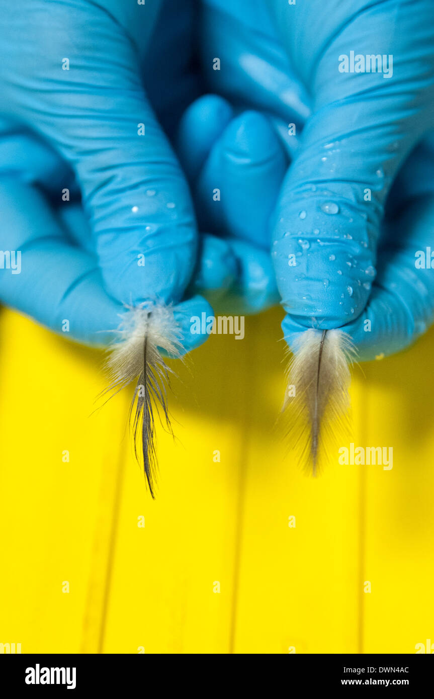 Brown pelican feathers before and after washing; the feather test is used to evaluate how much
