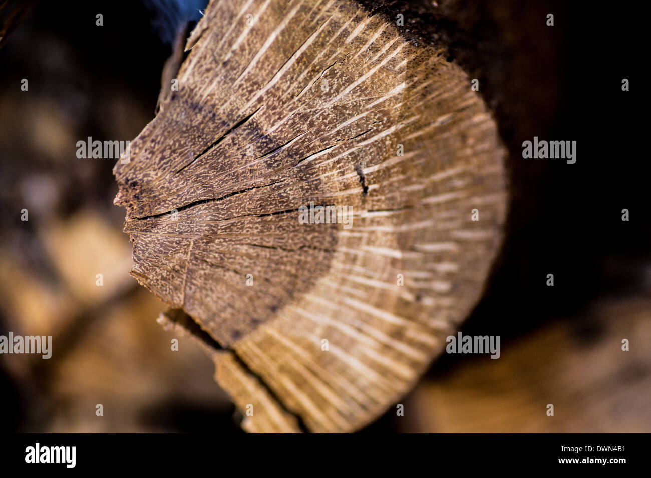 cut wood trunks Stock Photo