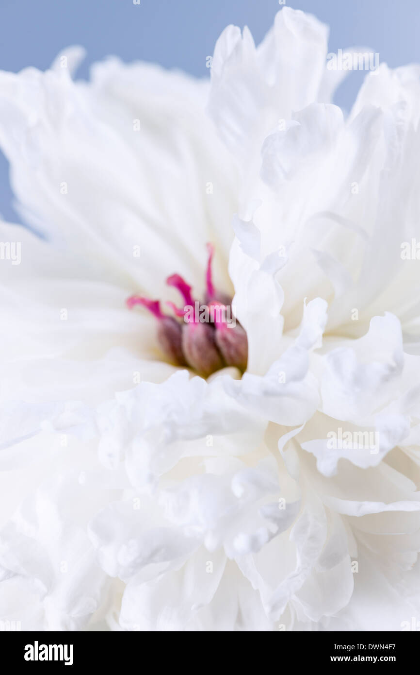 Studio macro shot of white peony flower head with focus on petals Stock Photo