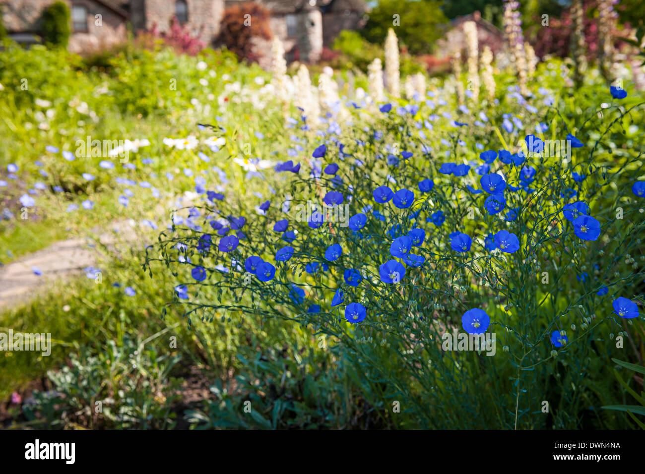 Blue flax flowers blooming along path in summer garden Stock Photo