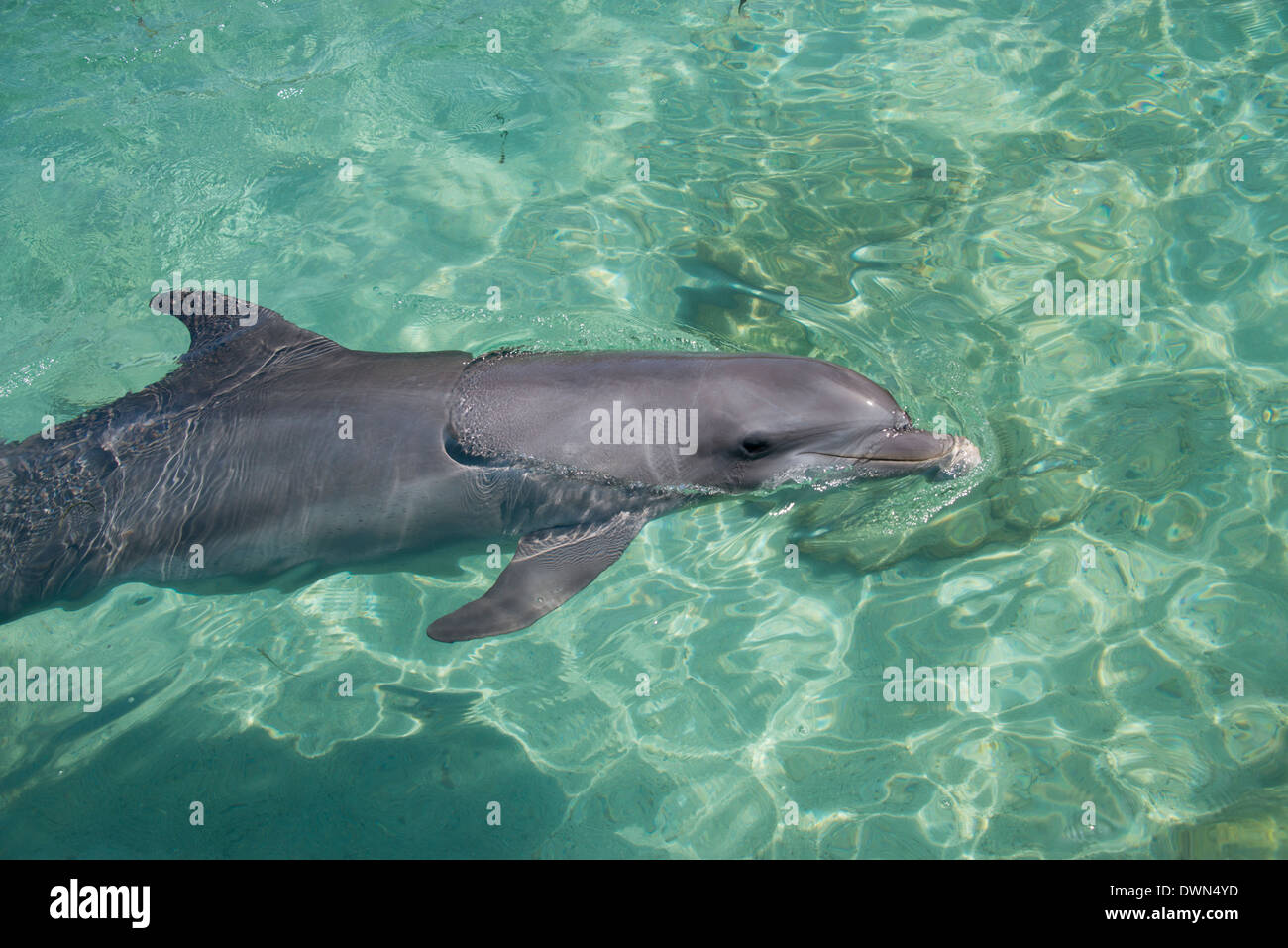 Honduras, Honduran Bay Islands, Roatan. Anthony's Key, bottlenose dolphin (Tursiops truncatus) aka porpoise. Stock Photo