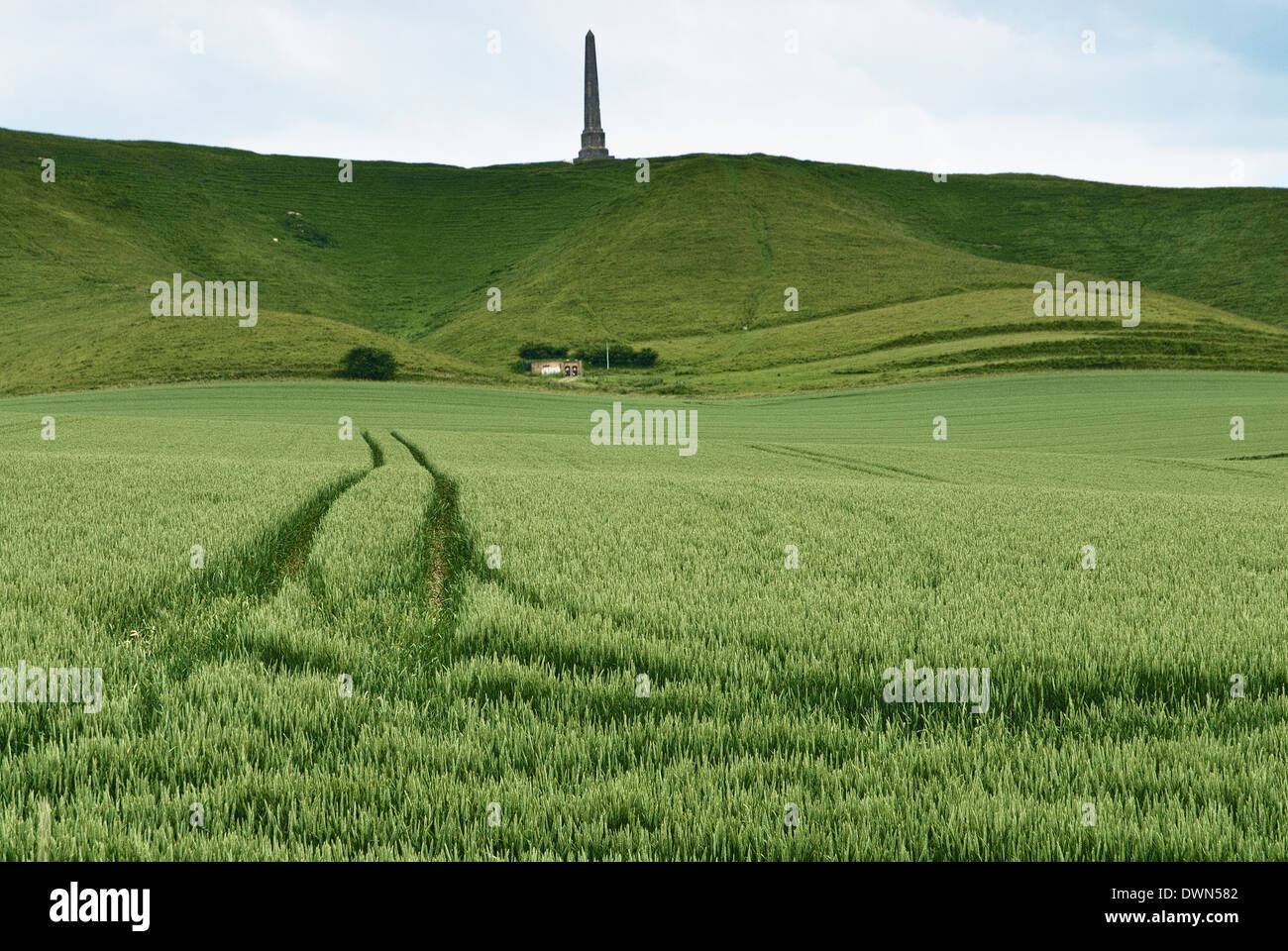 A field of green unripe wheat below the Lansdowne monument near Cherhill in Wiltshire with a  farmers tracks running though it. Stock Photo