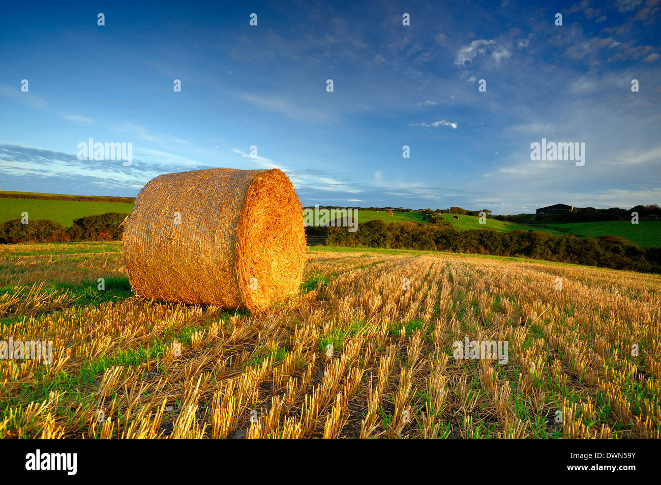 A Bale of  hay in a field of stubble lit by early morning sunlight Stock Photo