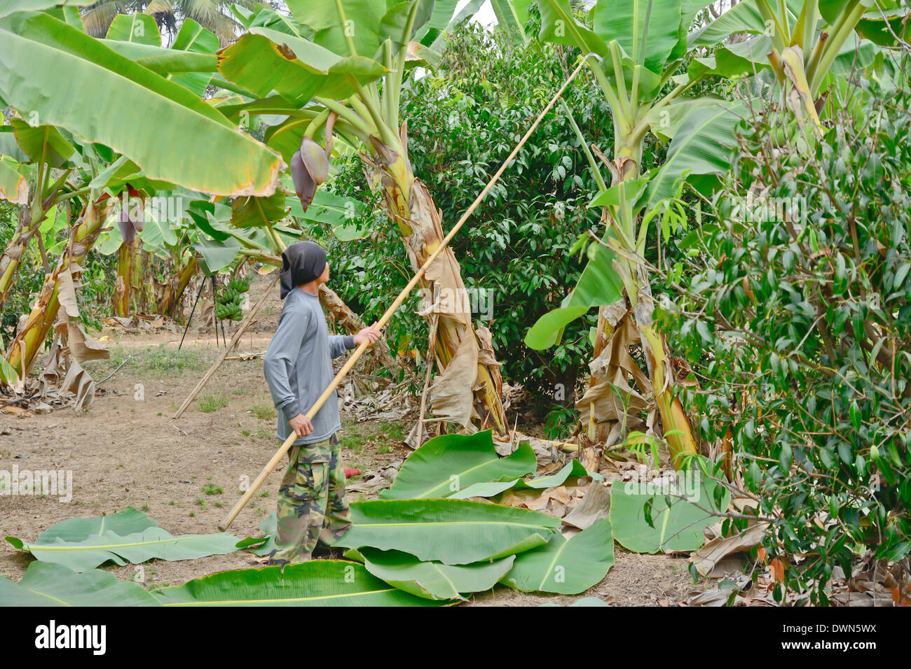 Suhkothai - February 15 :Unidentified worker is cutting banana leaves in banana garden on February 15,2014 in Sukhothai Thailand Stock Photo