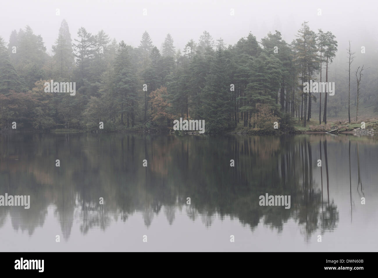 Misty morning reflections on an autumn morning at Tarn Hows, Lake District National Park, Cumbria, England, United Kingdom Stock Photo