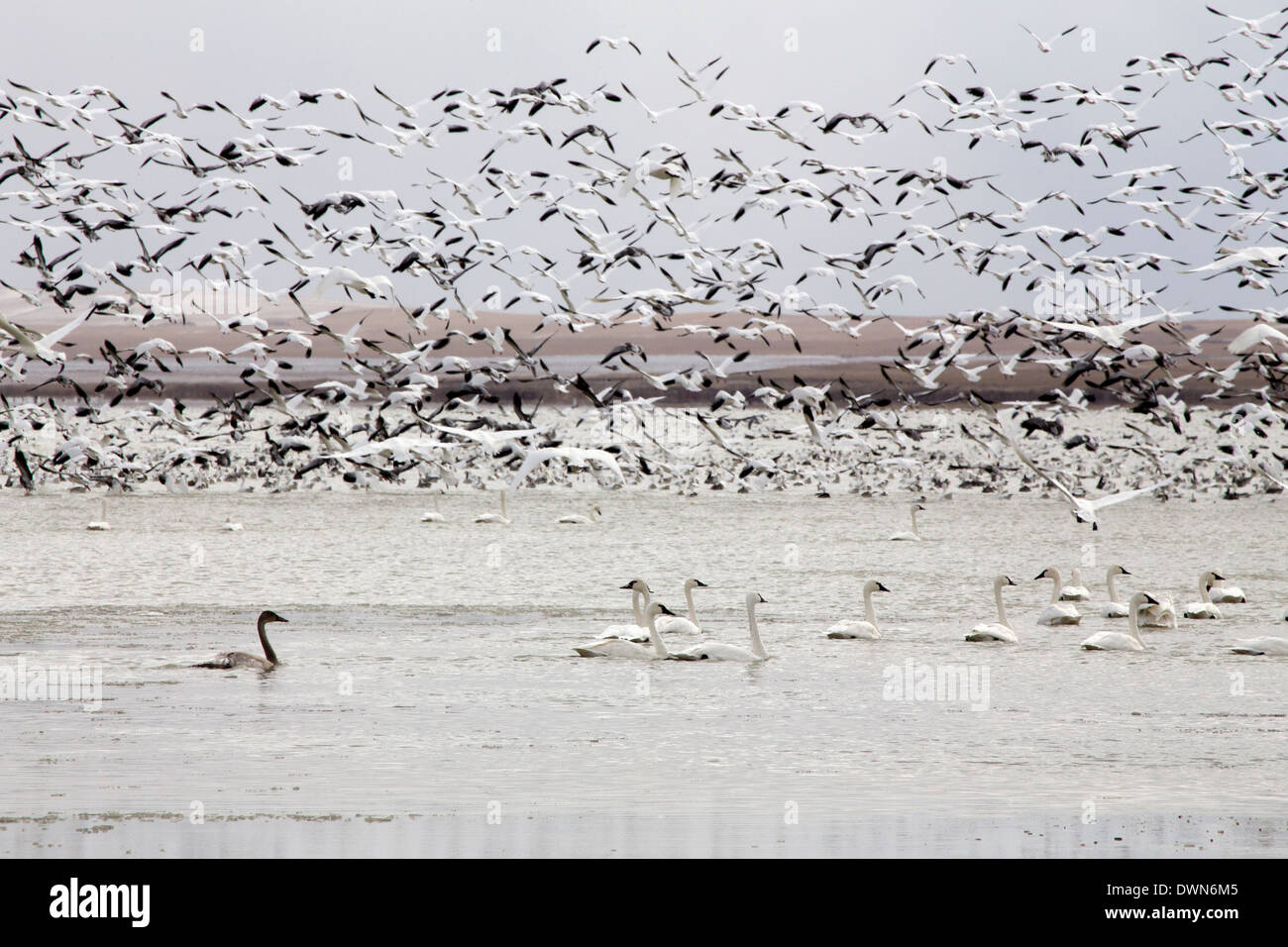Snow Geese and Swans in Winter Canada Stock Photo