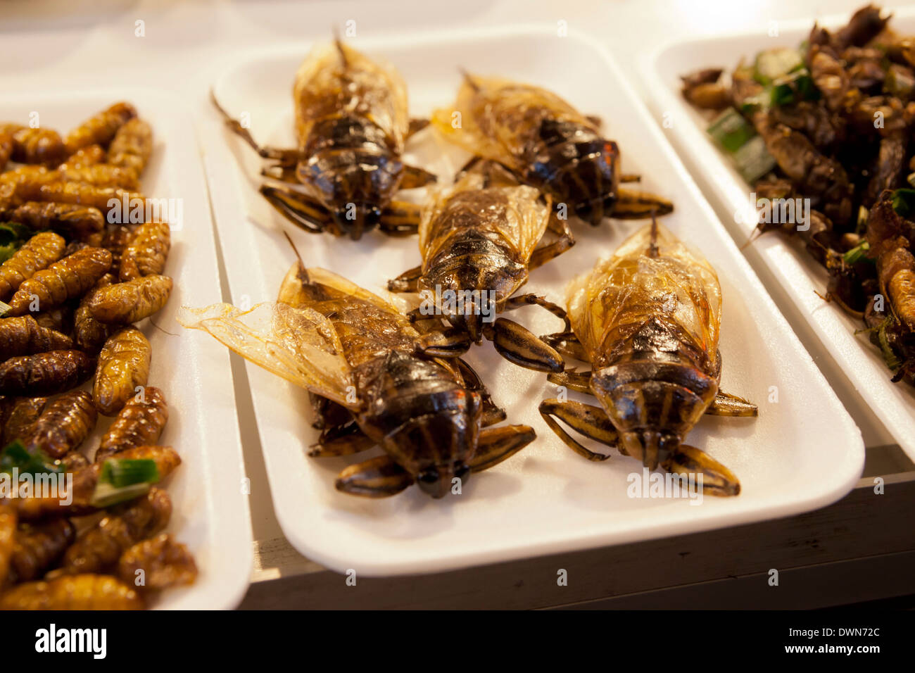 Fried insects at food stall in the Night Bazaar, Chiang Mai, Northern Thailand, Thailand, Southeast Asia, Asia Stock Photo