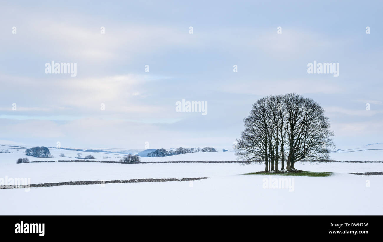 A small copse of trees in the winter snow near Malham, Yorkshire Dales, Yorkshire, England, United Kingdom, Europe Stock Photo