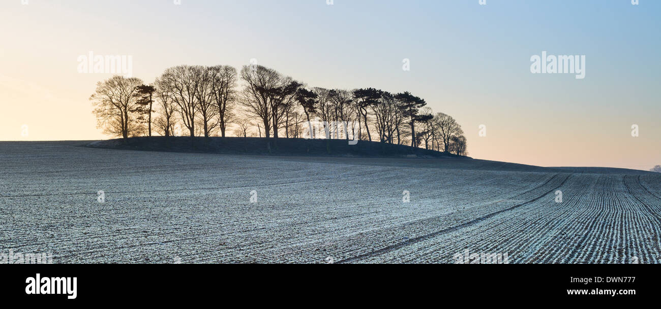 A small copse of trees growing on a drumlin in frosty dawn light, Boroughbridge, North Yorkshire, Yorkshire, England, UK Stock Photo