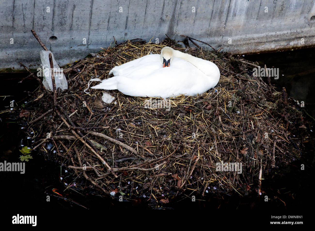 White Swan nesting in a quiet canal in Copenhagen Stock Photo
