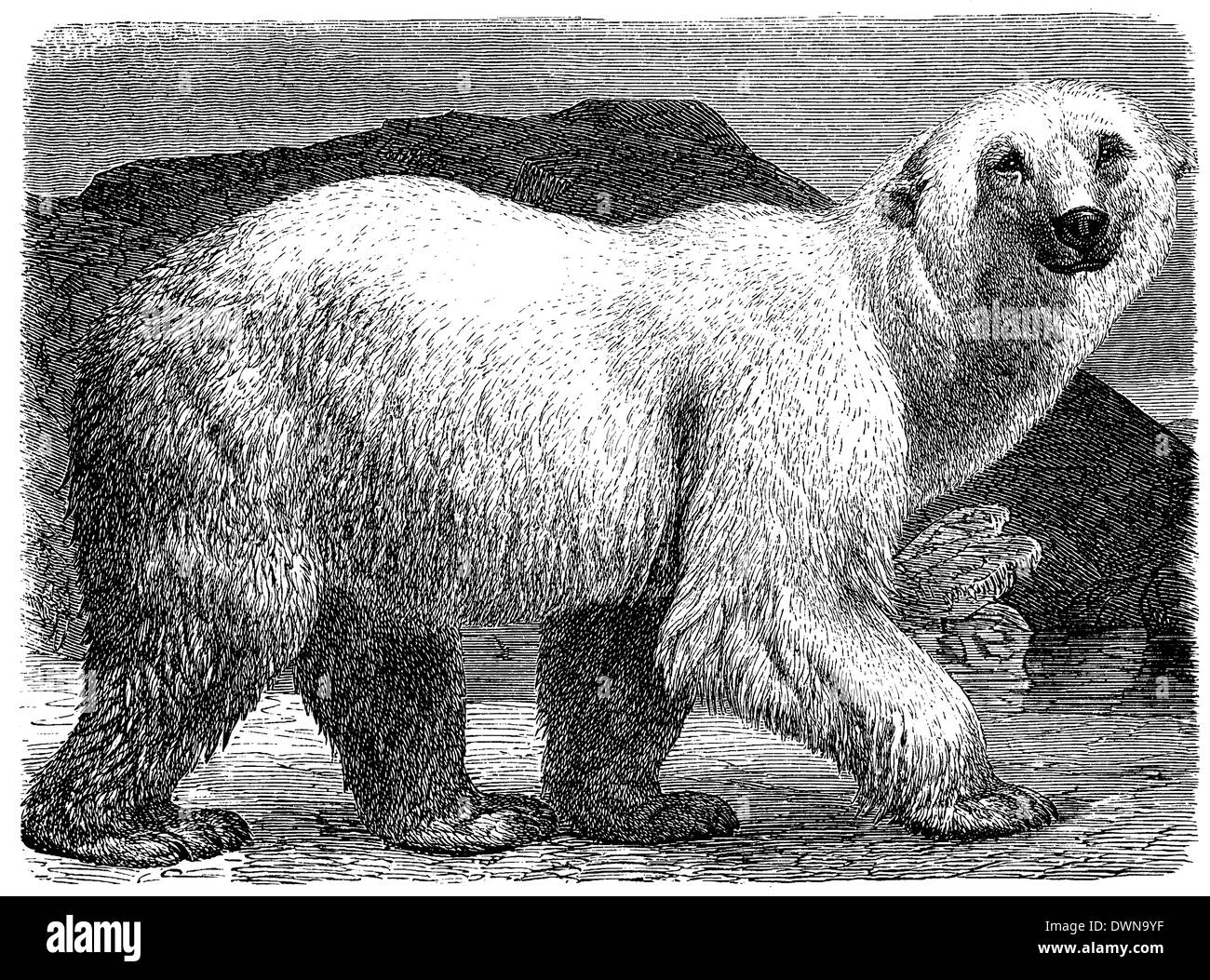 Polar bear illustration zoology hi-res stock photography and images - Alamy