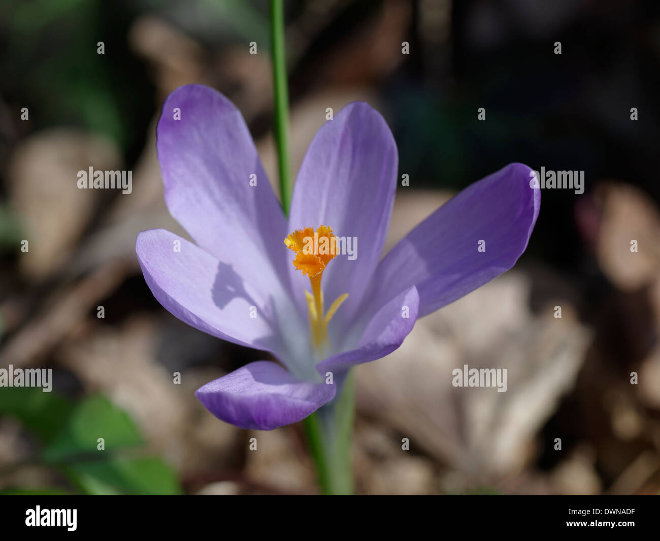 Saffron (Crocus sativus) flower Stock Photo