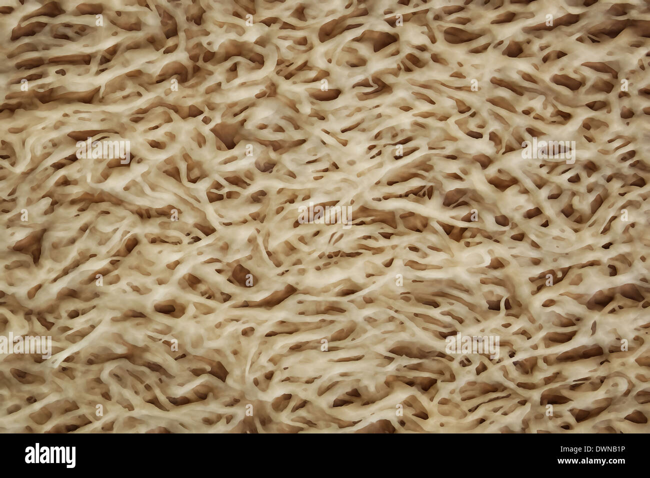 Fibrous root structure hi-res stock photography and images - Alamy