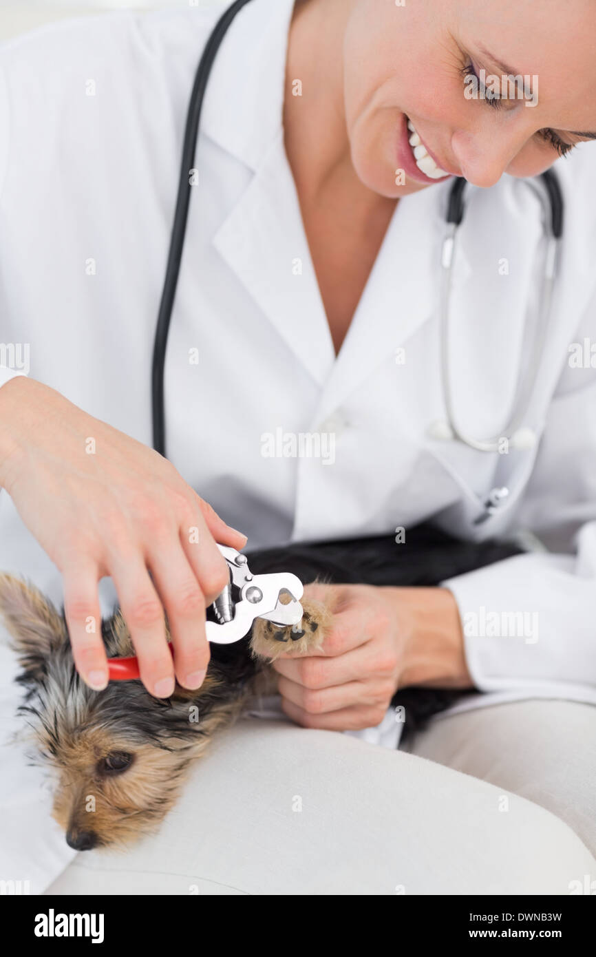 Dog getting claws trimmed by vet Stock Photo Alamy