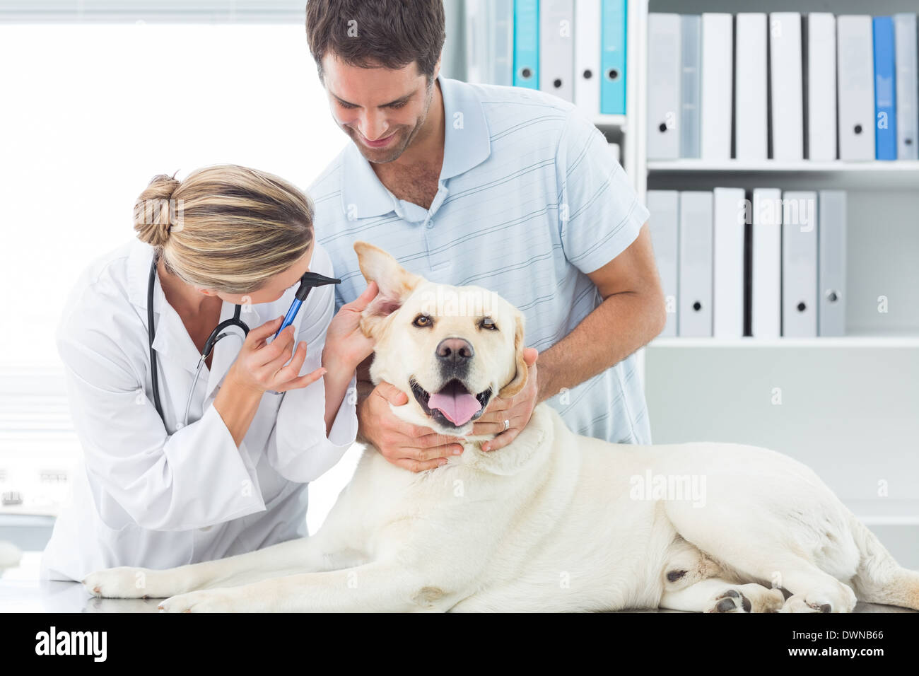 Vet examining ear of dog Stock Photo Alamy