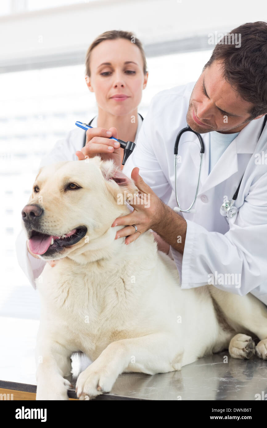 Vets examining ear of dog Stock Photo Alamy