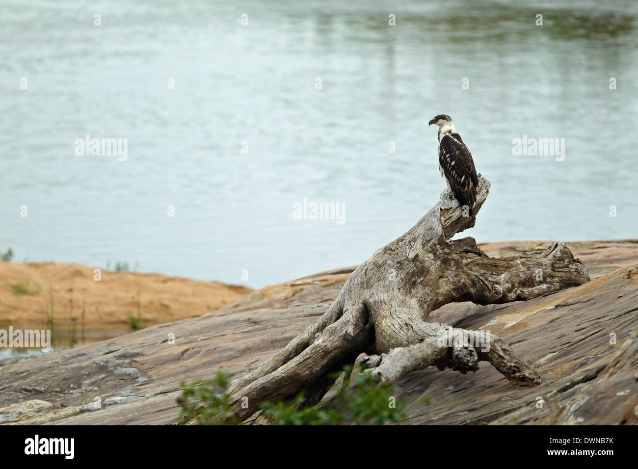 Juvenile African Fish Eagle (Haliaeetus vocifer), Kruger National Park South Africa Stock Photo