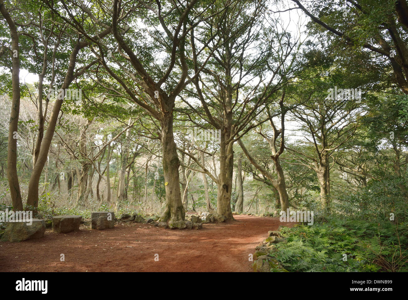 Nutmeg Forest park in Jeju Island, called Bijarim in Korean Stock Photo