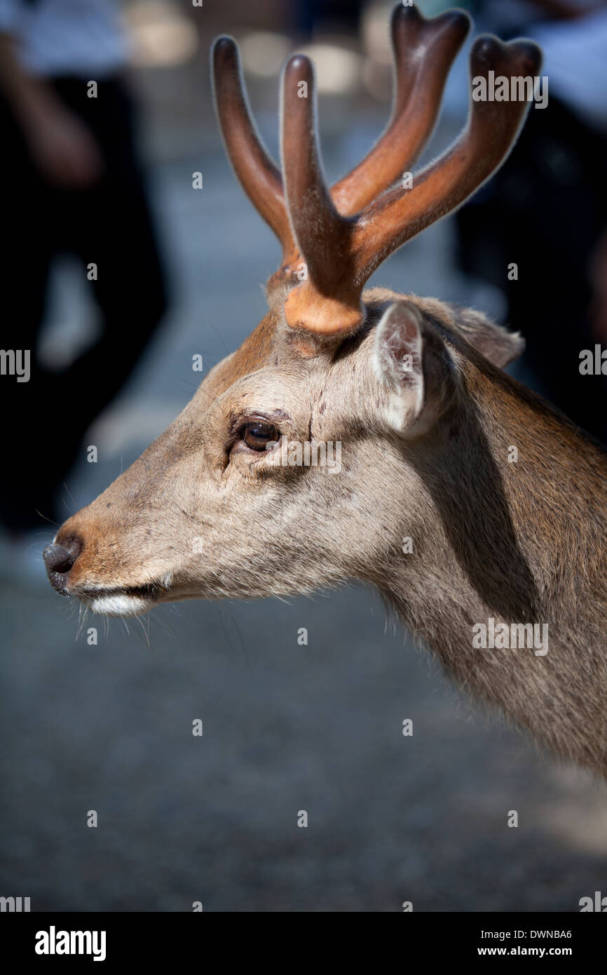 Sika deer, Nara, Japan Stock Photo