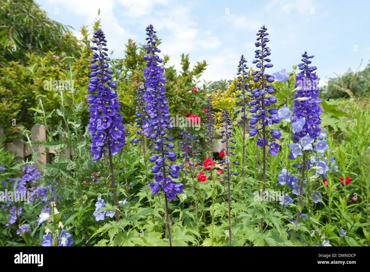 Lush delphiniums growing in grannies herbaceous border in old Victorian style with traditional plants and Canterbury bells Stock Photo