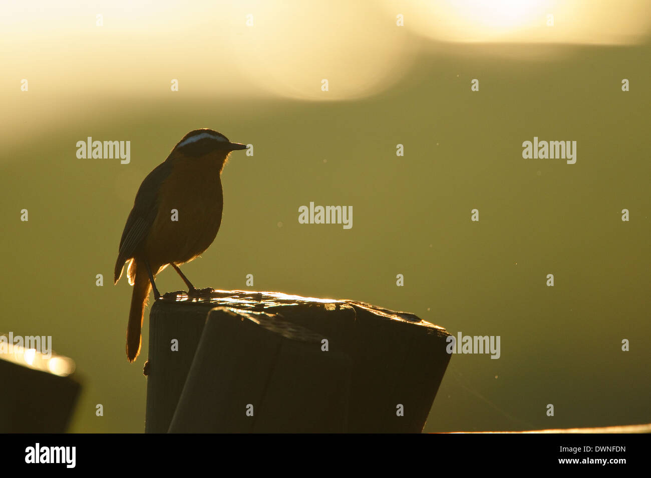 White-browed Robin-Chat (Cossypha heuglini), backlit in morning light ...