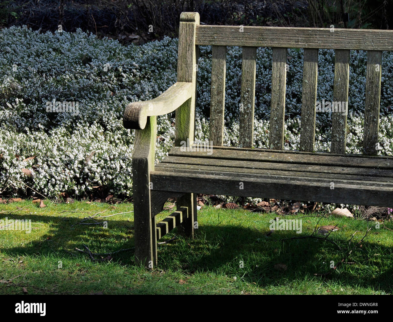 Dappled light in a quiet corner of Hillier Gardens, Hampshire with a wooden bench in front of a bed of white heather (erica). Stock Photo