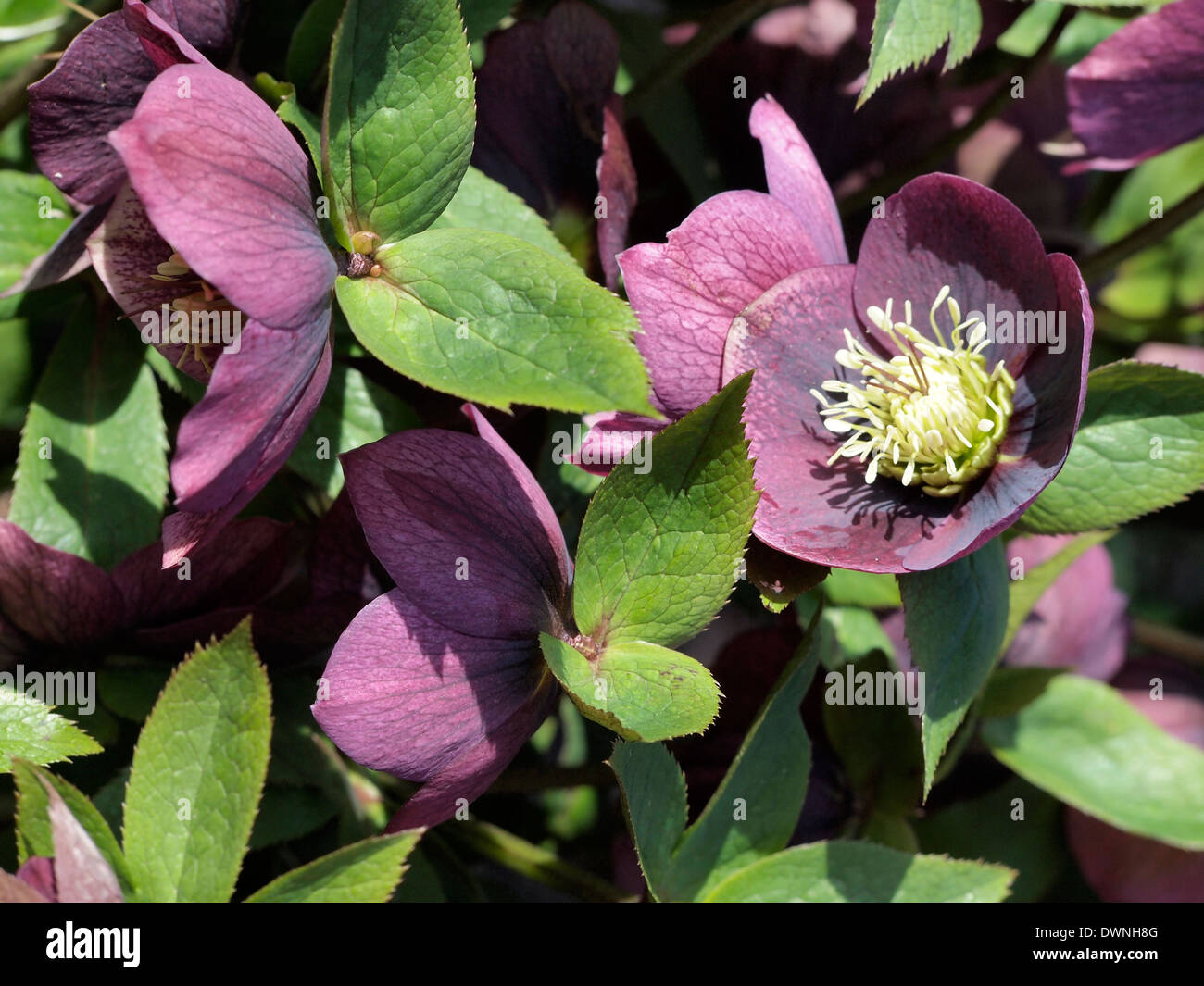 Hellebore 'Hillier Hybrid' showing detail of the leaves and flowers. Stock Photo