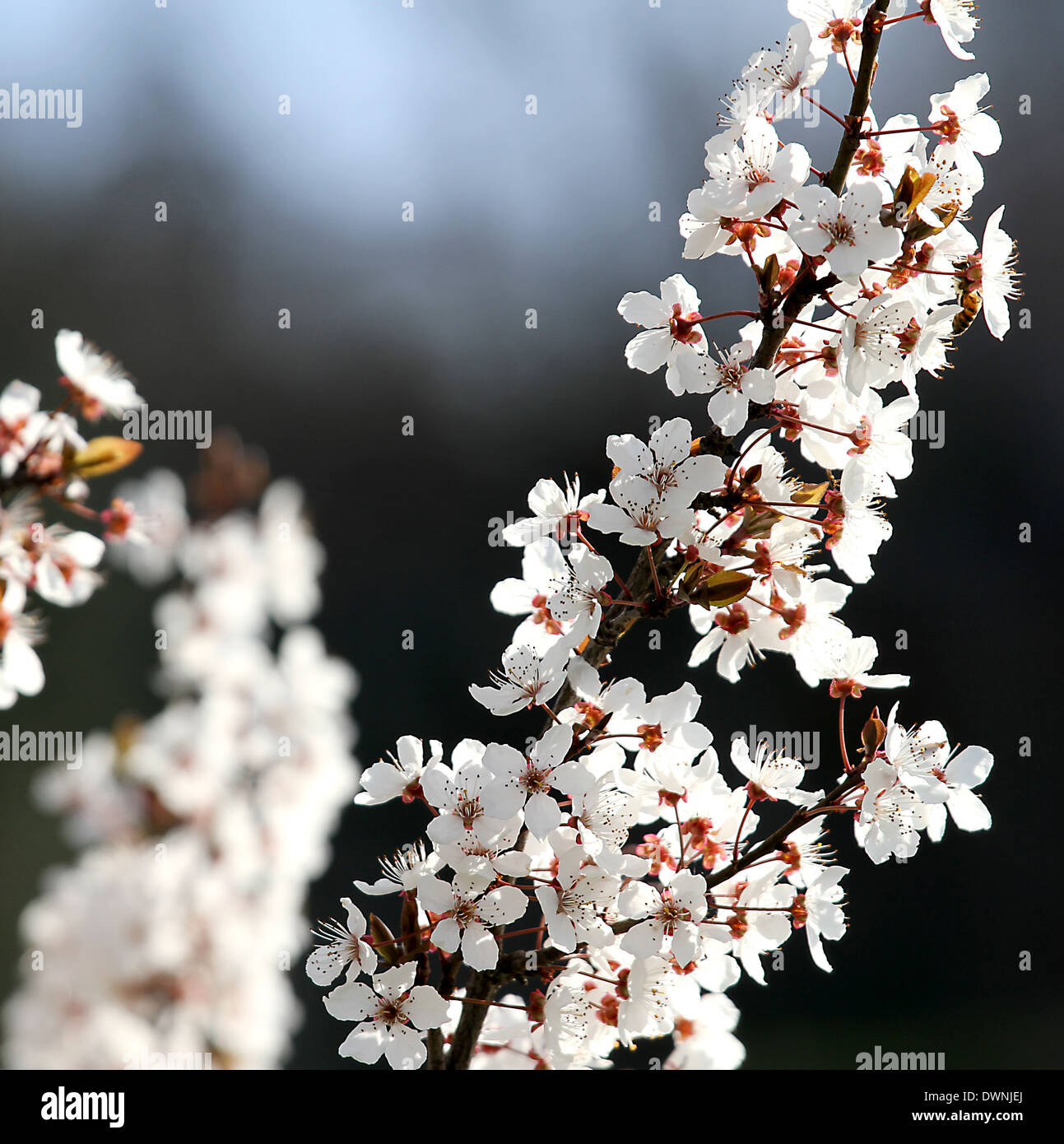branches with flowers of a beautiful blossoming cherry tree in spring ...