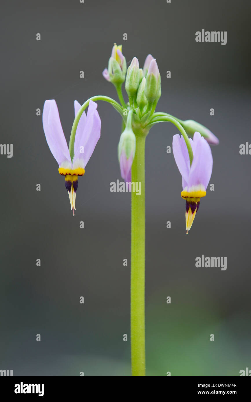 Jeffrey's Shooting Star or Sierra Shooting Star (Dodecatheon jeffreyi), flowering, Thuringia, Germany Stock Photo