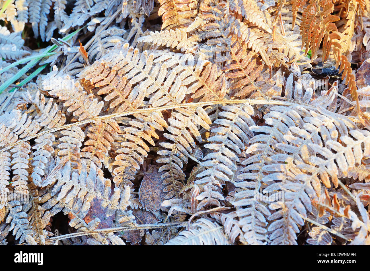 Frost-covered leaves of Bracken fern (Pteridium aquilinum), Bavaria, Germany Stock Photo